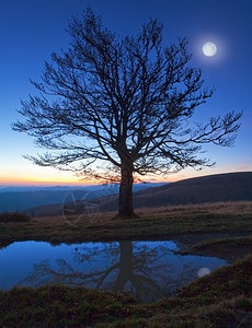 孤单的秋天裸露树在夜山峰顶上在最后的日落光和满月在水坑中反射图片