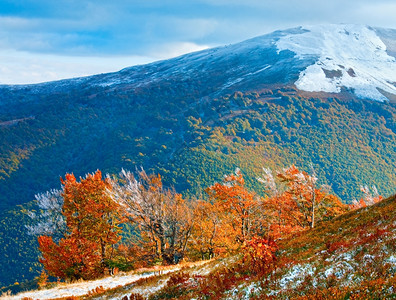 10月喀尔巴阡山博加瓦高原第一次冬季雪和秋多彩花叶图片