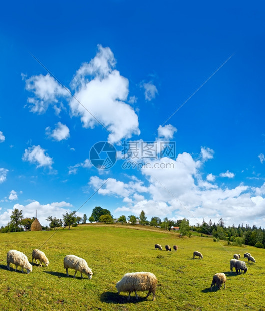 夏季山村丘顶羊群和高蓝天空云雾多斯拉夫克村郊区喀尔巴阡山乌克兰图片