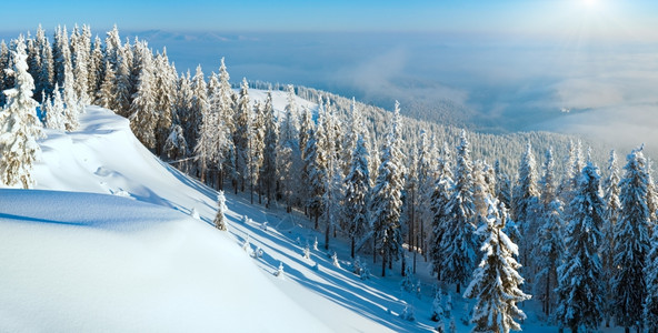 冬季和雪覆盖山顶有fir树和雪流喀尔巴阡山乌克兰图片