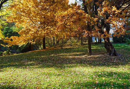 橡树秋色棕叶绿草在他身下城市公园图片