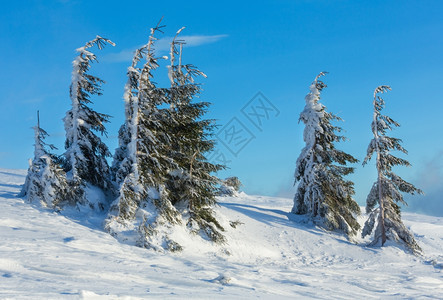 冬晨斜坡上有冰雪的树图片