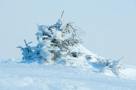 冬晨山上的冰雪毛树云层的天空背景图片