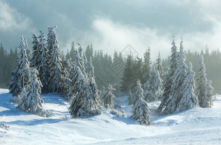 寒冬清晨的山坡上阴云多的天气下有冰雪的森林图片