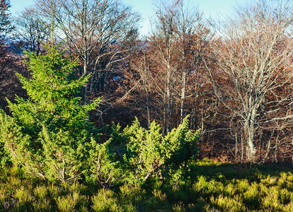 前面的秋叶树上有干枯的叶子和木头树图片