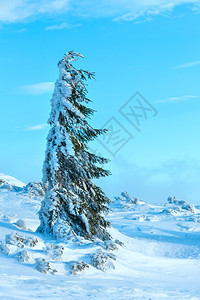 冬晨山上的冰雪卷毛树图片