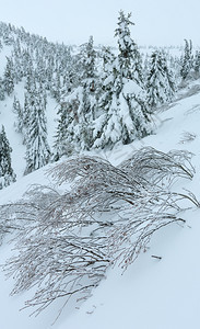 在多云的天气下喀尔巴阡山冬季上有雪树图片