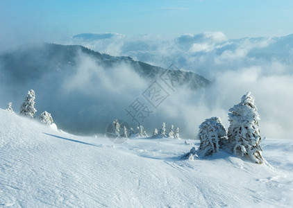 寒冬晨山上的冰雪壁树在多云的天气下喀尔巴阡山图片