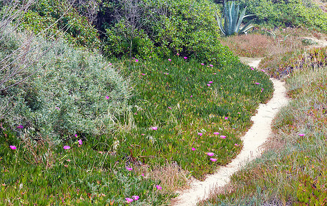 桑迪之路和卡波布罗图斯植物粉红色的大类花朵图片