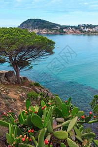 Palamos海岸观望与前方开花的仙人掌夏天早晨风景吉罗纳科斯塔布拉瓦西班牙图片