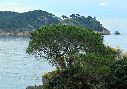夏季早上海滨风景前面有松树西班牙科斯塔布拉瓦吉罗纳图片