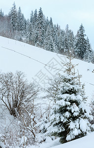 冬季喀尔巴阡山降雪坡上有林图片