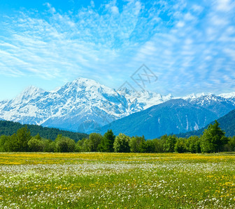 盛开的阿尔卑山草地意大利图片