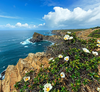 夏季大西洋岩石海岸线风景前面有白色花丛Arrivana海滩附近AljezurAlgarve葡萄牙图片