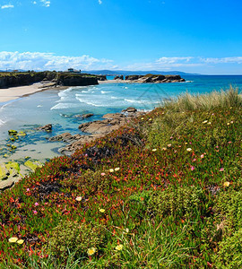 夏季开花的大西洋海岸和沙滩LosCastros西班牙加利亚图片