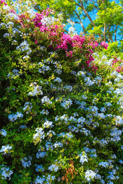 美丽的紫色夏季花朵Bougovervillea和白色的Phlox植物枝条关闭图片