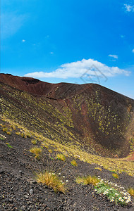 夏季的花朵和植物在意大利西里埃特纳火山的坑缝合了四针图片