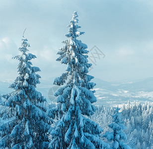 冬季喀尔巴阡山背景的白雪树顶上有两针缝合图象图片