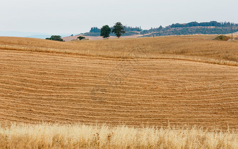 美丽的夏季乡村景色与小麦田意大利图片