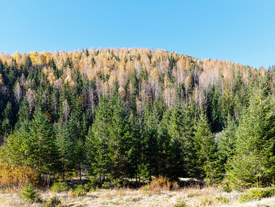 喀尔巴阡山脉古塔伊万诺弗兰基夫斯克州乌兰秋天多彩森林图片