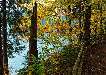 自然公园Synevyr秋天景观是乌克兰喀尔巴阡山脉MizhiriaZakarpattiaOblast最大的湖泊图片