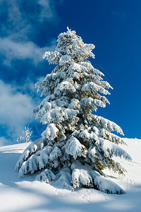 美丽的冬季积雪山坡上大风霜积雪蓝天空下有滑雪喀尔巴阡山乌克兰图片