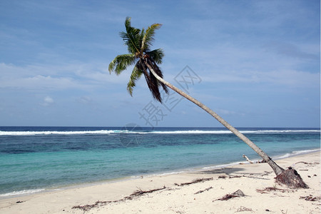 萨摩亚乌波卢海岸白沙滩上的棕榈图片
