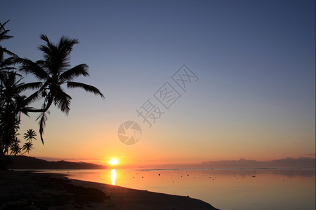 斐济海滩的日落和棕榈树图片