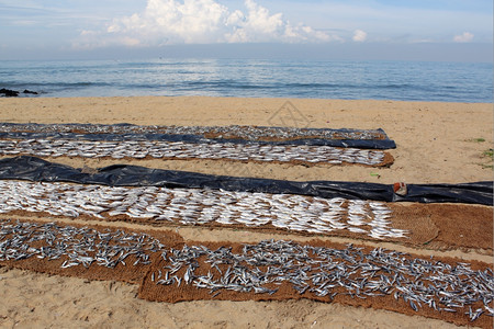 斯里兰卡尼甘博海滩上的干鱼高清图片