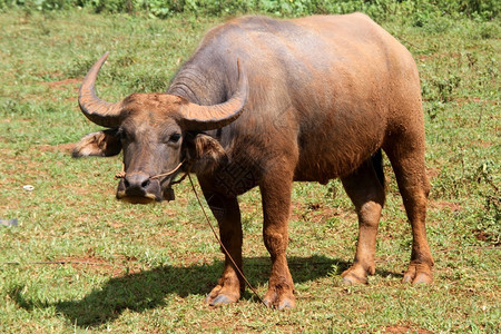 缅甸绿地上的肮脏公牛图片
