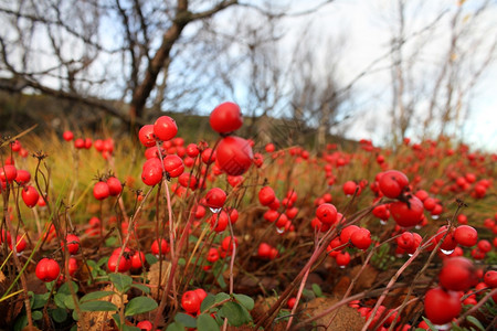 俄罗斯摩尔曼克附近的北山林中湿红莓图片