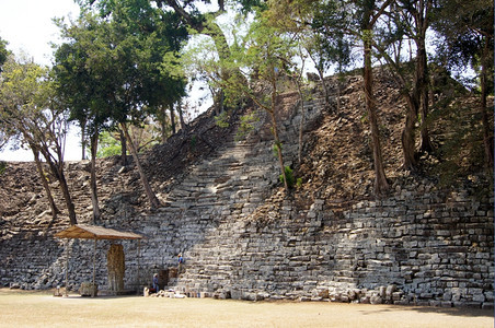 洪都拉斯科潘古石金字塔上的树图片