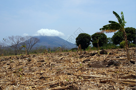 尼加拉瓜奥梅特佩岛Ometepe岛收割后香蕉种植园和火山封积图片