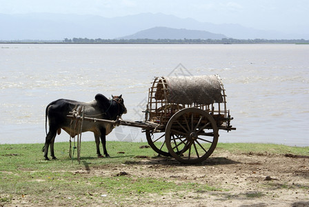 缅甸曼德勒Mingun河内附近有奶牛的墨盒图片