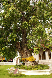 泰国中部Ayuthaya佛教寺院内庙附近的Boddhigrowe图片