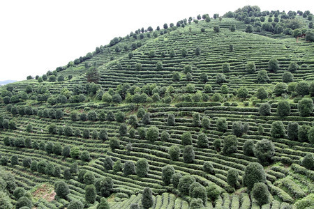 延武附近的山上茶叶种植园图片
