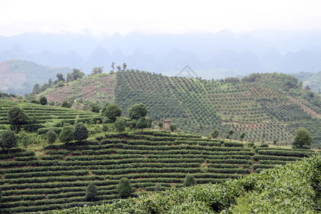 延武附近的山和茶叶种植园图片