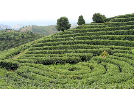 延武附近的茶叶种植园图片