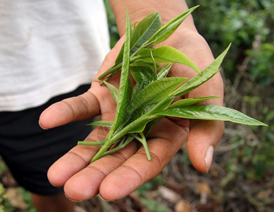 开阔的人类手掌上绿茶叶图片素材