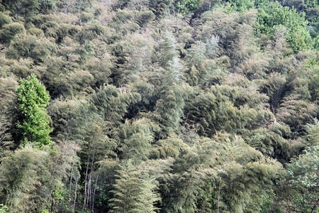 珠华山紫竹林景象图片