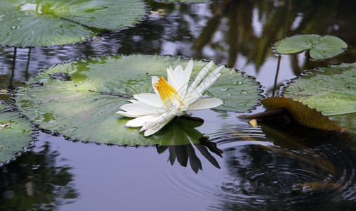 白莲花和在池塘表面的波浪背景图片