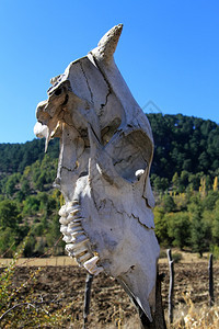 土耳其农场围栏上的大马头骨图片