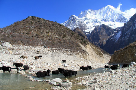 尼泊尔河中的雪山和羊图片