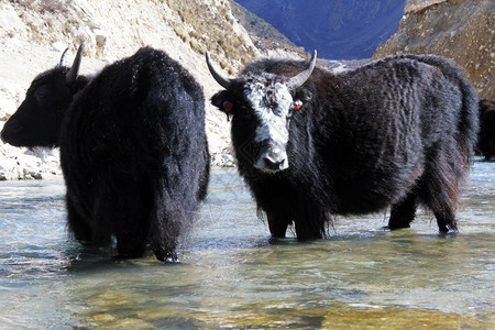 尼泊尔山河中的黑嘴牛图片