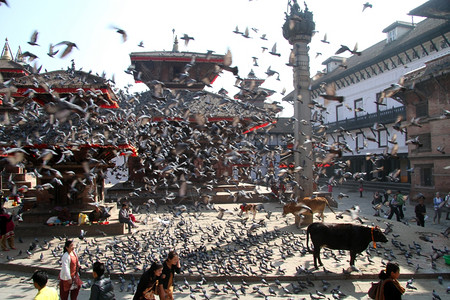 尼泊尔Khatmandu的Duurbar广场上有许多鸽子和奶牛图片
