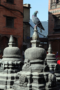 坐在尼泊尔加德满都黑色高塔顶端的白鸽子背景图片