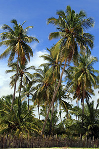 沙滩上的棕榈树和木林图片
