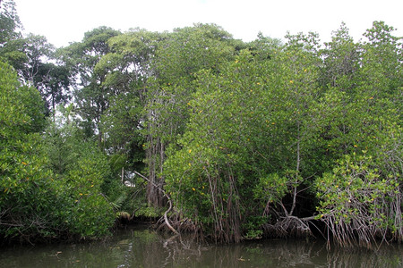 斯里兰卡红树林斯里兰卡河沿岸的浓厚红树林背景