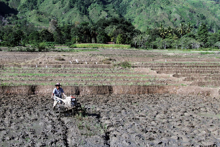 印度尼西亚米田上牵着拖拉机的人图片