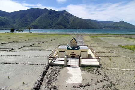 印度尼西亚Samosir岛稻田图片